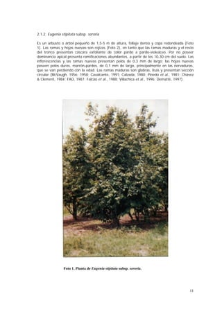 2.1.2. Eugenia stipitata subsp. sororia

Es un arbusto o árbol pequeño de 1,5-5 m de altura, follaje denso y copa redondeada (Foto
1). Las ramas y hojas nuevas son rojizas (Foto 2), en tanto que las ramas maduras y el resto
del tronco presentan cáscara exfoliante de color pardo a pardo-violeáceo. Por no poseer
dominancia apical presenta ramificaciones abundantes, a partir de los 10-30 cm del suelo. Las
inflorescencias y las ramas nuevas presentan pelos de 0,3 mm de largo; las hojas nuevas
poseen pelos duros, marrón-pardos, de 0,1 mm de largo, principalmente en las nervaduras,
que se van perdiendo con la edad. Las ramas maduras son glabras, lisas y presentan sección
circular (McVaugh, 1956; 1958; Cavalcante, 1991; Calzada, 1980; Pinedo et al., 1981; Chávez
& Clement, 1984; FAO, 1987; Falcão et al., 1988; Villachica et al., 1996; Demattê, 1997).




                Foto 1. Planta de Eugenia stipitata subsp. sororia.




                                                                                          11
 