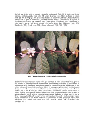 La hoja es simple, entera, opuesta, subsésil y peninervada (Foto 2); la lámina es flácida,
elíptica o elíptico-ovalada, mide entre 2,5-4,5 cm de ancho y 6,5-13 cm de largo; el pecíolo
mide 3-5 mm de largo y 1 mm de espesor; la base es cuneiforme, obtusa o, frecuentemente,
subcordada; el ápice es acuminado y, esporádicamente, agudo o falciforme; los 6-10 pares de
nervaduras secundarias son evidentes en la cara superior, prominentes en la cara inferior; la
cara superior es de color verde obscuro y la inferior verde claro (McVaugh, 1956; 1958;
Cavalcante, 1991; Pinedo et al., 1981; Chávez & Clement, 1984; FAO, 1987).




                     Foto 2. Rama con hojas de Eugenia stipitata subsp. sororia.


La inflorescencia es un pequeño racimo axilar, que contiene 1-10 flores pediceladas (Foto 3), pero sin
flor terminal; la flor es diperiantada, heteroclamídea, hermafrodita y polistémone; el pedicelo mide de
10-20 mm de largo, presentando dos bracteolas lineales de 1-2 mm de largo, que se localizan a 3-5 mm
debajo del punto de inserción de los sépalos; el disco es cuadrangular, piloso, mide 3 mm de diámetro;
los sépalos son redondeados, verde-amarillentos, en un número de cuatro, marcescentes, miden 3 mm de
ancho y 2,5-3,5 mm de largo; los pétalos son ovalados o conchiformes, blancos, en un número de
cuatro, caducos, miden 4 mm de ancho y 7 mm de largo; tiene 75 estambres, miden 6 mm de largo; las
anteras miden 0,6 mm de largo; el gineceo es tetracarpelar y sincárpico; el estilete mide 5-8 mm de
largo y presenta pilosidad en la base; el ovario es inferior, tetralocular, con 5-8 óvulos anátropos en cada
lóculo, organizados en dos hileras verticales; la placentación es axial (McVaugh, 1956; 1958;
Cavalcante, 1991; Calzada, 1980; Pinedo et al., 1981; Chávez & Clement, 1984; Falcão et al., 1988;
Quevedo, 1995).




                                                                                                         12
 