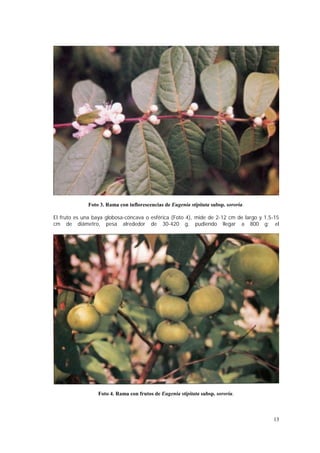 Foto 3. Rama con inflorescencias de Eugenia stipitata subsp. sororia.

El fruto es una baya globosa-cóncava o esférica (Foto 4), mide de 2-12 cm de largo y 1,5-15
cm de diámetro, pesa alrededor de 30-420 g, pudiendo llegar a 800 g; el




                  Foto 4. Rama con frutos de Eugenia stipitata subsp. sororia.



                                                                                        13
 