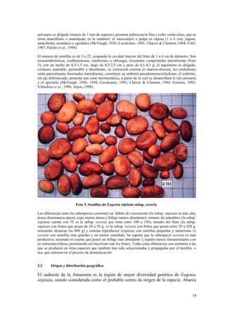 epicarpio es delgado (menos de 1 mm de espesor), presenta pubescencia fina y color verde-claro, que se
torna amarillento o anaranjado en la madurez; el mesocarpio o pulpa es espesa (1 a 4 cm), jugosa,
amarillenta, aromática y agridulce (McVaugh, 1956; Cavalcante, 1991; Chávez & Clement, 1984; FAO,
1987; Falcão et al., 1988).

El número de semillas es de 3 a 22, ocupando la cavidad interior del fruto de 1 a 6 cm de diámetro. Son
monoembriónicas, exalbuminosas, reniformes u oblongas, levemente comprimidas lateralmente (Foto
5), con un ancho de 0,3-1,5 cm, largo de 0,3-2,5 cm y peso de 0,1-4,3 g; el tegumento es delgado,
coriáceo, maleable, permeable y absorbente, su coloración externa es marrón-obscura; los cotiledones
están parcialmente fusionados lateralmente, constituye un embrión pseudomonocotiledonar; el embrión,
sin eje diferenciado, presenta una zona meristemática, a partir de la cual se desarrollará la raíz primaria
y el epicótilo (McVaugh, 1956; 1958; Cavalcante, 1991; Chávez & Clement, 1984; Ferreira, 1992;
Villachica et al., 1996; Anjos, 1998).




                         Foto 5. Semillas de Eugenia stipitata subsp. sororia.

Las diferencias entre las subespecies consisten en: hábito de crecimiento (la subsp. stipitata es más alta,
posee dominancia apical, copa menos densa y follaje menos abundante), número de estambres (la subsp.
stipitata cuenta con 75 vs la subsp. sororia que tiene entre 100 a 150), tamaño del fruto (la subsp.
stipitata con frutos que pesan de 20 a 50 g, vs la subsp. sororia con frutos que pesan entre 30 a 420 g,
raramente alcanzan los 800 g) y sistema reproductor (stipitata con semillas pequeñas y numerosas vs
sororia con semillas más grandes y en menor cantidad). Se supone que la subespecie sororia es más
productiva, teniendo en cuenta que posee un follaje más abundante y reparte menos fotoasimilados con
su estructura leñosa, permitiendo así movilizar más los frutos. Todas estas diferencias son similares a las
que se producen en otras especies que también han sido seleccionadas y propagadas por el hombre, o
sea, que entraron en el proceso de domesticación.


2.2      Origen y distribución geográfica

El sudoeste de la Amazonia es la región de mayor diversidad genética de Eugenia
stipitata, siendo considerada como el probable centro de origen de la especie. Abarca


                                                                                                        14
 
