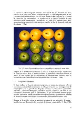El cambio de coloración puede notarse a partir de 48 días del desarrollo del fruto,
pasando de un color verde intenso a verde claro, pero se acentúa a partir de los 60 días
y termina con el amarillamiento total del fruto, al cabo de 80 días (Foto 7). El cambio
de coloración, que está asociada a la degradación de la clorofila y síntesis de otros
pigmentos, como los carotenos, y un indicador del inicio de la maduración del fruto,
juntamente con el aumento del peso seco a partir de los 60 días de desarrollo (Galvis &
Hernández, 1993a).




       Foto 7. Frutos de Eugenia stipitata subsp. sororia en diferentes estados de maduración.

Después de la fructificación se produce la caída de las hojas más viejas. La aparición
de las hojas nuevas (Foto 2) acontece cuando la planta tiene un número mínimo de
frutos, lo que sugiere que la distribución de fotoasimilados favorece tanto el
crecimiento vegetativo como desarrollo reproductivo (Falcão et al., 1988).

2.5    Composición de los frutos

El fruto maduro de Eugenia stipitata subsp. sororia ejerce gran atracción sobre el
consumidor, debido al alto rendimiento en pulpa, y representa una fuente potencial de
materia prima para la agroindustria. La pulpa constituye la parte carnosa y comestible
del fruto. La relación entre pulpa y residuos (cáscara y semillas), en peso, es una
característica importante para la agroindustria, ya que una elevada relación pulpa/
residuos implica un mayor rendimiento en el procesamiento agroindustrial, teniendo
en cuenta la elaboración de productos provenientes del despulpamiento del fruto.

Durante su desarrollo, ocurre un aumento constante de los porcentajes de pulpa y
semillas, con una diminución del porcentaje de cáscara, a partir de los 32 días (Tabla


                                                                                                 21
 