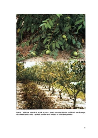 Foto 8. Poda en plantas de arazá: arriba – planta con dos años de establecida en el campo,
necesitando poda; abajo – plantas adultas, luego después de haber sido podadas.




                                                                                       46
 