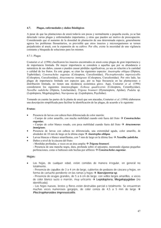 4.7.      Plagas, enfermedades y daños fisiológicos

A pesar de que las plantaciones de arazá todavía son pocas y normalmente a pequeña escala, ya se han
detectado varias plagas y enfermedades importantes, y otras que pueden ser motivo de preocupación.
Considerando que el aumento de la densidad de plantación de una determinada especie, generalmente
agrava los problemas fitosanitarios, es previsible que otros insectos y microorganismos se tornen
perjudiciales al arazá, con la expansión de su cultivo. Por ello, existe la necesidad de una vigilancia
constante y búsqueda de soluciones para los mismos.

4.7.1. Plagas

Couturier et al. (1996) clasificaron los insectos encontrados en arazá como plagas de gran importancia y
de importancia limitada. De mayor importancia se considera a aquellas que por su abundancia o
naturaleza de sus daños, causan o pueden causar pérdidas significativas, ya sea en relación a la cantidad
o calidad de los frutos. En este grupo, se citan las siguientes especies: Anastrepha obliqua (Diptera,
Tephritidae), Conotrachelus eugeniae (Coleoptera, Curculionidae), Plectrophoroides impressicollis
(Coleoptera, Curculionidae), Atractomerus immigrans (Coleoptera, Curculionidae). Por otro lado, las
plagas de importancia limitada son especies que, por su baja frecuencia en las plantaciones o
distribución limitada, no tienen una incidencia económica grave. Aquí, Couturier et al. (1996)
consideraron los siguientes insectos-plagas: Ecthoea quadricornis (Coleoptera, Cerambycidae),
Neosilba zadolicha (Diptera, Lonchaeidae), Trigona branneri (Hymenoptera, Apidae), Podalia sp.
(Lepidoptera, Megalopygidae), Naevipenna sp. (Lepidoptera, Psychidae).

Tomando en cuenta las partes de la planta de arazá que son atacadas, Couturier et al. (1994) elaboraron
una descripción simplificada para facilitar la identificación de las plagas, de acuerdo a lo siguiente:

Frutos:

•      Presencia de larvas con cabeza bien diferenciada de color marrón:
       - Cuerpo de color amarillo, con mucha mobilidad cuando está fuera del fruto ! Conotrachelus
       eugeniae.
       - Cuerpo de color blanco rosado, con poca mobilidad cuando fuera del fruto ! Atractomerus
       immigrans.
•      Presencia de larvas con cabeza no diferenciada, una extremidad aguda, color amarillo, de
       alrededor de 10 mm de largo en la última etapa ! Anastrepha obliqua.
•      Larvas blancas o blanco amarillentas, con 7 mm de largo en la última fase ! Neosilba zadolicha.
•      Daños a nivel de la cáscara del fruto:
       - Mordidas profundas, a veces en un área amplia ! Trigona branneri.
       - Presencia de una mancha negra, dura, profunda sobre el epicarpio, mostrando algunas pequeñas
       perforaciones, como si hubiesen sido hechas por alfileres ! Conotrachelus eugeniae.

Hojas:

•      Las hojas, de cualquer edad, están comidas de manera irregular, en general no
       totalmente.
       - Presencia de capullos de 3 a 4 cm de largo, cubiertos de pedazos de cáscara y hojas, en
       forma de cartucho pendiente en las ramas y hojas ! Naevipenna sp.
       - Presencia de orugas grandes, de 5 a 6 cm de largo; con vellos largos amarillos, a veces
       de color blanco sucio o marrón, muy urticante ! Lepidoptera, Megalopygidae (no
       identificada).
       - Las hojas nuevas, brotes y flores están destruidas parcial o totalmente. Se encuentran
       muchas veces numerosos gorgojos, de color ceniza de 4,5 a 5 mm de largo !
       Plectrophoroides impressicollis.




                                                                                                      47
 
