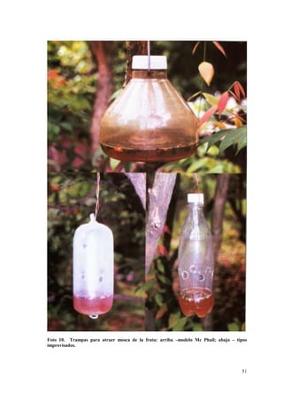 Foto 10. Trampas para atraer mosca de la fruta: arriba –modelo Mc Phail; abajo – tipos
improvisados.




                                                                                   51
 