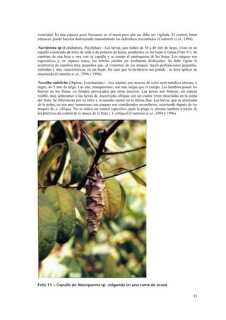 voracidad. Es una especie poco frecuente en el arazá pero aún así debe ser vigilada. El control, hasta
entonces, puede hacerse destruyendo manualmente los individuos encontrados (Couturier et al., 1994).

Naevipenna sp (Lepidoptera, Psychidae) - Las larvas, que miden de 38 a 40 mm de largo, viven en un
capullo construido de hilos de seda y de pedazos de hojas, pendientes en las hojas o ramas (Foto 11). Se
cambian de una hoja a otra con su capullo y se comen el parénquima de las hojas. Los ataques son
esporádicos y, en algunos casos, los árboles pueden ser totalmente deshojados. Se debe vigilar la
ocurrencia de capullos muy pequeños que, al comienzo de los ataques, hacen perforaciones pequeñas,
redondas y muy características, en las hojas. En caso que la incidencia sea grande , se deve aplicar un
insecticida (Couturier et al., 1994 e 1996).

Neosilba zadolicha (Diptera, Lonchaeidae) - Los adultos son moscas de color azul metálico obscuro o
negro, de 5 mm de largo. Las alas, transparentes, son más largas que el cuerpo. Las hembras ponen los
huevos en los frutos, en forados provocados por otros insectos. Las larvas son blancas, sin cabeza
visible, muy semejantes a las larvas de Anastrepha obliqua con las cuales viven mezcladas en la pulpa
del fruto. Se diferencian por su color y su tamaño menor en la última fase. Las larvas, que se alimentan
de la pulpa, no son muy numerosas; sus ataques son considerados secundarios, ocurriendo depués de los
ataques de A. obliqua. No se indica un control específico, pués la plaga se elimina también a través de
las prácticas de control de la mosca de la fruta ( A. obliqua) (Couturier et al., 1994 y 1996).




Foto 11 – Capullo de Naevipenna sp. colgando en una rama de arazá.

                                                                                                     53
 