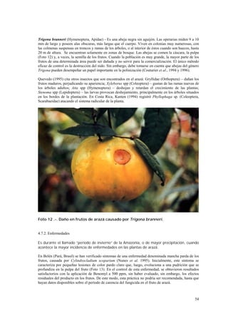 Trigona branneri (Hymenoptera, Apidae) - Es una abeja negra sin aguijón. Las operarias miden 9 a 10
mm de largo y poseen alas obscuras, más largas que el cuerpo. Viven en colonias muy numerosas, con
las colmenas suspensas en troncos y ramas de los árboles, o al interior de éstos cuando son huecos, hasta
20 m de altura. Se encuentran solamente en zonas de bosque. Las abejas se comen la cáscara, la pulpa
(Foto 12) y, a veces, la semilla de los frutos. Cuando la población es muy grande, la mayor parte de los
frutos de una determinada área puede ser dañada y no servir para la comercialización. El único método
eficaz de control es la destrucción del nido. Sin embargo, debe tomarse en cuenta que abejas del género
Trigona pueden desempeñar un papel importante en la polinización (Couturier et al., 1994 y 1996).

Quevedo (1995) cita otros insectos que son encontrados en el arazá: Gryllidae (Orthoptera) – dañan los
frutos maduros, perjudicando su apariencia; Xyleborus spp (Coleoptera) – gustan de las ramas nuevas de
los árboles adultos; Atta spp (Hymenoptera) – deshojan y retardan el crecimiento de las plantas;
Stenoma spp (Lepidoptera) – las larvas provocan deshojamiento, principalmente en los árboles situados
en los bordes de la plantación. En Costa Rica, Kanten (1994) registró Phyllophaga sp. (Coleoptera,
Scarabaeidae) atacando el sistema radicular de la planta.




Foto 12 .-. Daño en frutos de arazá causado por Trigona branneri.


4.7.2. Enfermedades

Es durante el llamado “período de invierno” de la Amazonia, o de mayor precipitación, cuando
acontece la mayor incidencia de enfermedades en las plantas de arazá.

En Belén (Pará, Brasil) se han verificado síntomas de una enfermedad denominada mancha parda de los
frutos, causada por Cylindrocladium scoparium (Nunes et al. 1995). Inicialmente, este síntoma se
caracteriza por pequeñas lesiones de color pardo claro que, luego, evoluciona a una pudrición que se
profundiza en la pulpa del fruto (Foto 13). En el control de esta enfermedad, se obtuvieron resultados
satisfactorios con la aplicación de Benomyl a 500 ppm, sin haber evaluado, sin embargo, los efectos
residuales del producto en los frutos. De este modo, esta práctica no podría ser recomendada, hasta que
hayan datos disponibles sobre el período de carencia del fungicida en el fruto de arazá.



                                                                                                      54
 