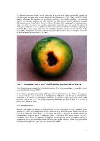 En Manaos (Amazonas, Brasil), se ha observado la ocurrencia de moho, enfermedad causada por
Puccinia psidii, que ataca hojas, botones florales y frutos (Santos et al., 1993; Véras et al., 1997). En los
órganos infectados, las manchas son necróticas, circulares y de variados tamaños. Los síntomas
iniciales son pústulas uredíneas de color amarillo oro. Las lesiones pueden aglutinarse causando
deformaciones en el limbo foliar y frutos. En botones florales y frutos muy pequeños, ocurre necrosis y
caída. En todos los casos, las manchas permanecen recubiertas por una masa polvorienta de
uredósporos. En frutos en su fase final de desarrollo, las lesiones son obscuras, circulares, deprimidas y
profundas. En las hojas viejas, las lesiones son necróticas, de formas variadas, con halo clorótico (Véras
et al., 1997). Aún cuando hay moho, dentro de una misma plantación de arazá, se observan variaciones
de resistencia entre plantas (Véras et al., 1997).




Foto 13 – Síntoma de la “mancha parda” (Cylindrocladium scoparium) en frutos de arazá

En la Amazonia ecuatoriana se han identificado manchas de las hojas causadas por el hongo Cercospora
myrticola (Swift & Prentice, 1983).

En Costa Rica, se registró un complejo de hongos del suelo (Phytophthora sp y Phytium sp) que causa
un resecamiento y a veces la muerte de la planta (Kanten, 1994). Con cierta frecuencia, sin importancia
económica, se ha observado la enfermedad antracnosis (Colletotrichum gloeosporioides) (Picón, 1989;
Quevedo, 1995; Véras et al., 1997). Otro registro de enfermedad que ataca el fruto es la Monilia sp
(Picón, 1989; Quevedo, 1995).

4.7.3 Daños fisiológicos

Además del ataque de plagas y enfermedades se han observado en arazá algunos daños
fisiológicos, como: a) insolación del fruto – asociada a la libre exposición de la superficie del
fruto a la radiación solar (Foto 14); b) caída del fruto – asociada al cambio brusco de
temperaturas, mayores que 9ºC (Quevedo, 1995). En Manaos (AM, Brasil), ocurre con cierta
frecuencia, después de un pequeño período de sequía seguido de un gran precipitación, la
rajadura de frutos en diferentes etapas de desarrollo de los mismos. Todos estos problemas
requieren investigaciones para reducir o eliminar los daños.




                                                                                                          55
 
