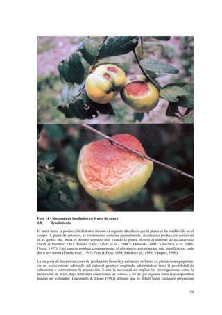 Foto 14 - Síntomas de insolación en frutos de arazá
4.8.    Rendimiento

El arazá inicia la producción de frutos durante el segundo año desde que la planta se ha establecido en el
campo. A partir de entonces, el rendimiento aumenta gradualmente, alcanzando producción comercial
en el quinto año, hasta el décimo segundo año, cuando la planta alcanza el máximo de su desarrollo
(Swift & Prentice, 1983; Pinedo, 1984; Alfaia et al., 1988 a; Quevedo, 1995; Villachica et al. 1996;
Flores, 1997). Esta especie produce continuamente, el año entero, con cosechas más significativas cada
dos o tres meses (Pinedo et al., 1981; Pezo & Pezo, 1984; Falcão et al., 1988; Vásquez, 1990).

La mayoría de las estimaciones de producción hasta hoy existentes se basan en plantaciones pequeñas,
sin un conocimiento adecuado del material genético empleado, admitiéndose tanto la posibilidad de
subestimar o sobreestimar la producción. Existe la necesidad de ampliar las investigaciones sobre la
producción de arazá, bajo diferentes condiciones de cultivo, a fin de que algunos datos hoy disponibles
puedan ser validados. Giacometti & Lleras (1992) afirman que es difícil hacer cualquier proyección


                                                                                                       56
 