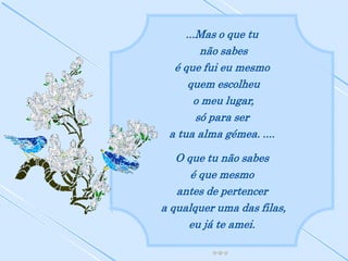 ...Mas o que tu
         não sabes
  é que fui eu mesmo
     quem escolheu
       o meu lugar,
        só para ser
 a tua alma gémea. ....

   O que tu não sabes
      é que mesmo
   antes de pertencer
a qualquer uma das filas,
     eu já te amei.
 