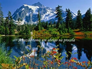 A razão como um abrigo na procela
 