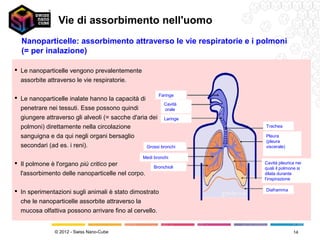 Vie di assorbimento nell'uomo
  Nanoparticelle: assorbimento attraverso le vie respiratorie e i polmoni
  (= per inalazione)

 Le nanoparticelle vengono prevalentemente
  assorbite attraverso le vie respiratorie.

                                                         Faringe
 Le nanoparticelle inalate hanno la capacità di
                                                           Cavità
  penetrare nei tessuti. Esse possono quindi               orale
  giungere attraverso gli alveoli (= sacche d'aria dei Laringe
  polmoni) direttamente nella circolazione                          Trachea

  sanguigna e da qui negli organi bersaglio                         Pleura
                                                                    (pleura
  secondari (ad es. i reni).                      Grossi bronchi    viscerale)

                                                  Medi bronchi
 Il polmone è l'organo più critico per                             Cavità pleurica nei
                                                       Bronchioli   quali il polmone si
  l'assorbimento delle nanoparticelle nel corpo.                    dilata durante
                                                                    l'inspirazione

 In sperimentazioni sugli animali è stato dimostrato               Diaframma

  che le nanoparticelle assorbite attraverso la
  mucosa olfattiva possono arrivare fino al cervello.


               © 2012 - Swiss Nano-Cube                                           14
 