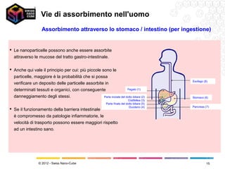 Vie di assorbimento nell'uomo
                    Assorbimento attraverso lo stomaco / intestino (per ingestione)


 Le nanoparticelle possono anche essere assorbite
  attraverso le mucose del tratto gastro-intestinale.

 Anche qui vale il principio per cui: più piccole sono le
  particelle, maggiore è la probabilità che si possa
                                                                                                   Esofago (8)
  verificare un deposito delle particelle assorbite in
  determinati tessuti e organici, con conseguente                       Fegato (1)

  danneggiamento degli stessi.                      Parte iniziale del dotto biliare (2)           Stomaco (6)
                                                                                 Cistifellea (3)
                                                              Parte finale del dotto biliare (5)
                                                                                 Duodeno (4)       Pancreas (7)
 Se il funzionamento della barriera intestinale
  è compromesso da patologie infiammatorie, le
  velocità di trasporto possono essere maggiori rispetto
  ad un intestino sano.




                  © 2012 - Swiss Nano-Cube                                                                   15
 