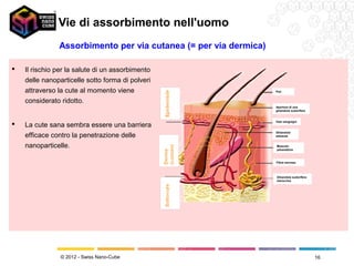 Vie di assorbimento nell'uomo
               Assorbimento per via cutanea (= per via dermica)

   Il rischio per la salute di un assorbimento
    delle nanoparticelle sotto forma di polveri
    attraverso la cute al momento viene                           Peli


    considerato ridotto.
                                                                  Apertura di una
                                                                  ghiandola sudorifera


                                                                  Vasi sanguigni
   La cute sana sembra essere una barriera
                                                                  Ghiandola
    efficace contro la penetrazione delle                         sebacea


    nanoparticelle.                                               Muscolo
                                                                  piloerettore



                                                                  Fibra nervosa



                                                                  Ghiandola sudorifera
                                                                  merocrina




                © 2012 - Swiss Nano-Cube                                                 16
 
