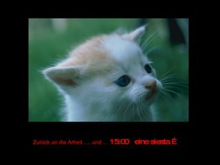 Zurück an die Arbeit …. und …  15:00  eine siesta … 