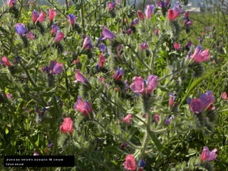 J u d e an vip e r‘s b u g lo ss )E c h iu m
)J u d ae u m
 