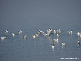 <alon.aviva@ g m ail.c om >
 