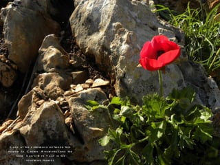 L ook at th e d iffe re nc e b e tw e e n th is
flo w e r )a C row n A n e m one ( and th e
       rare S u n‘s-E ye T u lip in th e
             follow ing fram e s
 