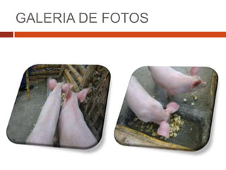 GALERIA DE FOTOS
 