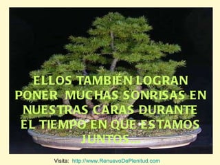 ELLOS TAMBIÉN LOGRAN PONER  MUCHAS SONRISAS EN NUESTRAS CARAS DURANTE EL TIEMPO EN QUE ESTAMOS JUNTOS... Visita:  http://www.RenuevoDePlenitud.com 