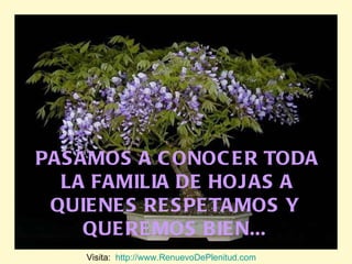 PASAMOS A CONOCER TODA LA FAMILIA DE HOJAS A QUIENES RESPETAMOS Y  QUEREMOS BIEN...   Visita:  http://www.RenuevoDePlenitud.com 