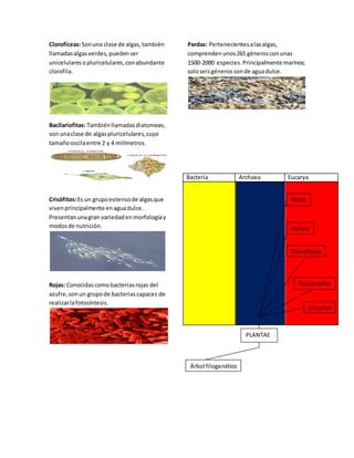 Clorofíceas: Son una clase de algas, también 
llamadas algas verdes, pueden ser 
unicelulares o pluricelulares, con abundante 
clorofila. 
Bacilariofitas: También llamadas diatomeas, 
son una clase de algas pluricelulares, cuyo 
tamaño oscila entre 2 y 4 milímetros. 
Crisófitos: Es un grupo extenso de algas que 
viven principalmente en agua dulce. 
Presentan una gran variedad en morfología y 
modos de nutrición. 
Rojas: Conocidas como bacterias rojas del 
azufre, son un grupo de bacterias capaces de 
realizar la fotosíntesis. 
Pardas: Pertenecientes a las algas, 
comprenden unos 265 géneros con unas 
1500-2000 especies. Principalmente marinos; 
solo seis géneros son de agua dulce. 
Bacteria Archaea Eucarya 
Árbol filogenético 
Cloroficeas 
Bacilariofita 
s 
Crisofito 
s 
Rojas 
Pardas 
PLANTAE 
 