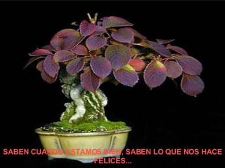 SABEN CUANDO ESTAMOS BIEN, SABEN LO QUE NOS HACE FELICES... 