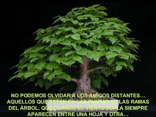 NO PODEMOS OLVIDAR A LOS AMIGOS DISTANTES… AQUELLOS QUE ESTÁN EN LAS PUNTAS DE LAS RAMAS DEL ÁRBOL, QUE CUANDO EL VIENTO SOPLA SIEMPRE APARECEN ENTRE UNA HOJA Y OTRA… 