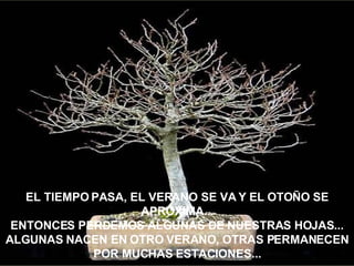 EL TIEMPO PASA, EL VERANO SE VA Y EL OTOÑO SE APROXIMA... ENTONCES PERDEMOS ALGUNAS DE NUESTRAS HOJAS... ALGUNAS NACEN EN OTRO VERANO, OTRAS PERMANECEN POR MUCHAS ESTACIONES... 