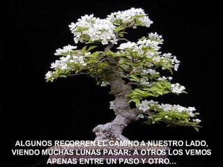 ALGUNOS RECORREN EL CAMINO A NUESTRO LADO, VIENDO MUCHAS LUNAS PASAR; A OTROS LOS VEMOS APENAS ENTRE UN PASO Y OTRO… 