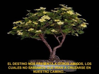 EL DESTINO NOS PRESENTA A OTROS AMIGOS, LOS CUALES NO SABÍAMOS QUE IRÍAN A CRUZARSE EN NUESTRO CAMINO... 