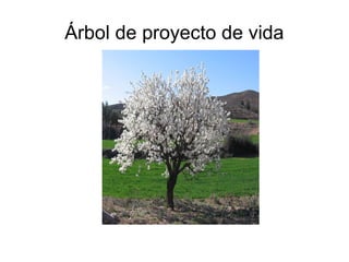 Árbol de proyecto de vida

 