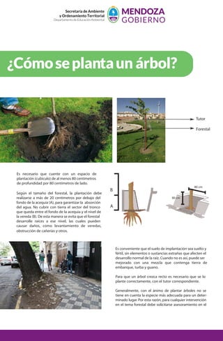 Secretaría de Ambiente
y Ordenamiento Territorial
Departamento de Educación Ambiental
80 cm
80 cm
Es necesario que cuente con un espacio de
plantación (cubículo) de al menos 80 centímetros
de profundidad por 80 centímetros de lado.
Según el tamaño del forestal, la plantación debe
realizarse a más de 20 centímetros por debajo del
fondo de la acequia (A), para garantizar la absorción
del agua. No cubrir con tierra el sector del tronco
que queda entre el fondo de la acequia y el nivel de
la vereda (B). De esta manera se evita que el forestal
desarrolle raíces a ese nivel, las cuales pueden
causar daños, como levantamiento de veredas,
obstrucción de cañerías y otros.
Es conveniente que el suelo de implantación sea suelto y
fértil, sin elementos o sustancias extrañas que afecten el
desarrollo normal de la raíz. Cuando no es así, puede ser
mejorado con una mezcla que contenga tierra de
embanque, turba y guano.
Para que un árbol crezca recto es necesario que se lo
plante correctamente, con el tutor correspondiente.
Generalmente, con el ánimo de plantar árboles no se
tiene en cuenta la especie más adecuada para un deter-
minado lugar. Por esta razón, para cualquier intervención
en el tema forestal debe solicitarse asesoramiento en el
Municipio correspondiente.
A
B
¿Cómoseplantaun árbol?
Tutor
Forestal
 