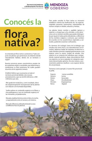 Secretaría de Ambiente
y Ordenamiento Territorial
Departamento de Educación Ambiental
Se entiende por nativa o autóctona a “todo con-
junto de plantas que pertenecen al ambiente donde
naturalmente habitan, dentro de un territorio o
región”.
Nuestra provincia posee características propias de
los ambientes áridos o semiáridos, que determinan y
condicionan su autóctona, las cuales pueden
resumirse de la siguiente manera:
El hídrico que se presenta en todo el
territorio provincial debido a las escasas
precipitaciones, que van de 80 milímetros a 400
milímetros por año.
Alto grado de insolación y, como resultado, eleva-
da evapotranspiración (transpiración de las plantas
con relación a la humedad disponible).
Suelos pobres en contenido orgánico en el llano, y
muy pedregosos o casi sin contenido orgánico en
las montañas y el piedemonte.
Elevada amplitud térmica entre el día y la noche,
y especialmente entre el verano y el invierno.
Marcada diferencia altitudinal desde la zona
cordillerana hacia la planicie.
Para poder estudiar la nativa es necesario
establecer criterios de de las especies
vegetales presentes (taxonomía), ordenándolas de
manera simple en árboles, arbustos y hierbas.
Las plantas tienen nombre y apellido (género y
especie), y al igual que a los animales, se las deno-
mina con un nombre para poder distinguir-
las por igual en todas partes del planeta, a diferencia
de los nombres vulgares o comunes, que cambian
de acuerdo con las características regionales y cul-
turales, pudiendo ocasionar confusiones.
En términos de ecología (rama de la biología que
estudia a los seres vivos y sus interrelaciones con el
medio), debemos hablar de individuo al referirnos a
cada miembro (animal o vegetal) perteneciente a una
especie como la menor unidad de estudio. Una
especie es un conjunto de individuos que, compar-
tiendo material genético, dejan descendencia fértil.
Las especies a su vez se agrupan en categorías supe-
riores denominados géneros. De esta manera, suce-
sivamente podemos a una especie dentro
de una jerarquía.
Tomemos como ejemplo a nuestra provincial:
la jarilla.
Especie: Larrea cuneifolia
Género: Larrea
Orden: Geraniales
Clase: Dicotiledóneas
División: Angiospermas
Reino: Vegetal
Conocés la
ﬂora
nativa?
 