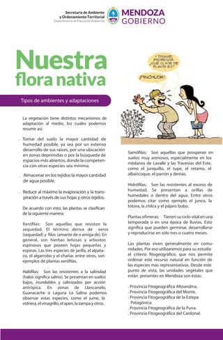Secretaría de Ambiente
y Ordenamiento Territorial
Departamento de Educación Ambiental
Tipos de ambientes y adaptaciones
La vegetación tiene distintos mecanismos de
adaptación al medio, los cuales podemos
resumir así:
. Tomar del suelo la mayor cantidad de
humedad posible, ya sea por un extenso
desarrollo de sus raíces, por una ubicación
en zonas deprimidas o por la búsqueda de
espacios más abiertos, donde la competen-
cia con otras especies sea mínima.
. Almacenar en los tejidos la mayor cantidad
de agua posible.
. Reducir al máximo la evaporación y la trans-
piración a través de sus hojas y otros tejidos.
De acuerdo con esto, las plantas se clasifican
de la siguiente manera:
Xerófilas: Son aquellas que resisten la
sequedad. El término deriva de xeros
(sequedad) y filos (amante de o amiga de). En
general, son hierbas leñosas y arbustos
espinosos que poseen hojas pequeñas y
espinas. Las tres especies de jarilla, el alpata-
co, el algarrobo y el chañar, entre otros, son
ejemplos de plantas xerófilas.
Halófilas: Son las resistentes a la salinidad
(halos significa salino). Se presentan en suelos
bajos, inundables y salinizados por acción
antrópica. En zonas de Llancanelo,
Guanacache o Laguna La Salina podemos
observar estas especies, como el jume, la
vidriera, el vinagrillo, el apen, la zampa y otros.
Samófilas: Son aquéllas que prosperan en
suelos muy arenosos, especialmente en los
médanos de Lavalle y las Travesías del Este,
como el junquillo, el tupe, el retamo, el
albaricoque, el parrón y demás.
Hidrófilas: Son las resistentes al exceso de
humedad. Se presentan a orillas de
humedales o dentro del agua. Entre otros
podemos citar como ejemplo el junco, la
totora, la chilca y el pájaro bobo.
Plantas efímeras: Tienen su ciclo vital en una
temporada o en una época de lluvias. Esto
significa que pueden germinar, desarrollarse
y reproducirse en sólo tres o cuatro meses.
Las plantas viven generalmente en comu-
nidades. Por eso utilizaremos para su estudio
el criterio fitogeográfico, que nos permite
ordenar este recurso natural en función de
las especies más representativas. Desde este
punto de vista, las unidades vegetales que
están presentes en Mendoza son éstas:
. Provincia Fitogeográfica Altoandina.
. Provincia Fitogeográfica del Monte.
. Provincia Fitogeográfica de la Estepa
Patagónica.
. Provincia Fitogeográfica de la Puna.
. Provincia Fitogeográfica del Cardonal.
Nuestra
ﬂoranativa
 