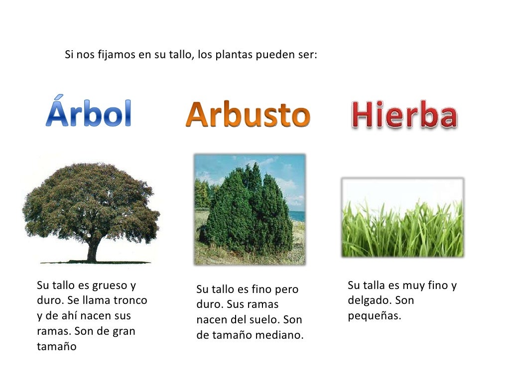 Pino carrasco       Mostajo                    Encina                                 Estos son algunos Ã¡rboles           ...