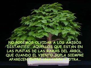 NO PODEMOS OLVIDAR A LOS AMIGOS DISTANTES… AQUÉLLOS QUE ESTÁN EN LAS PUNTAS DE LAS RAMAS DEL ÁRBOL, QUE CUANDO EL VIENTO SOPLA SIEMPRE APARECEN ENTRE UNA HOJA Y OTRA… 