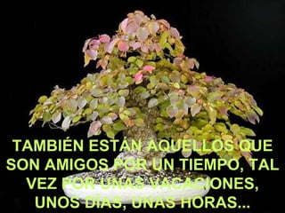TAMBIÉN ESTÁN AQUELLOS QUE SON AMIGOS POR UN TIEMPO, TAL VEZ POR UNAS VACACIONES, UNOS DÍAS, UNAS HORAS... 