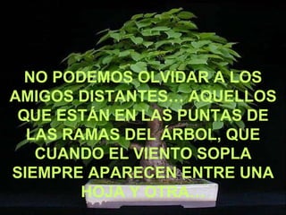 NO PODEMOS OLVIDAR A LOS AMIGOS DISTANTES… AQUELLOS QUE ESTÁN EN LAS PUNTAS DE LAS RAMAS DEL ÁRBOL, QUE CUANDO EL VIENTO SOPLA SIEMPRE APARECEN ENTRE UNA HOJA Y OTRA… 