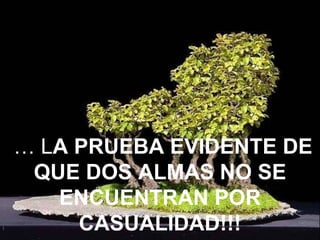 …  L A PRUEBA EVIDENTE DE QUE DOS ALMAS NO SE ENCUENTRAN POR CASUALIDAD!!! 