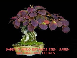 SABEN CUÁNDO ESTAMOS BIEN, SABEN QUÉ NOS HACE FELICES... 