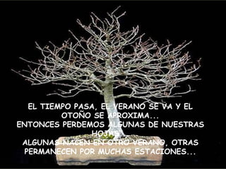 EL TIEMPO PASA, EL VERANO SE VA Y EL OTOÑO SE APROXIMA... ENTONCES PERDEMOS ALGUNAS DE NUESTRAS HOJAS... ALGUNAS NACEN EN OTRO VERANO, OTRAS PERMANECEN POR MUCHAS ESTACIONES... 