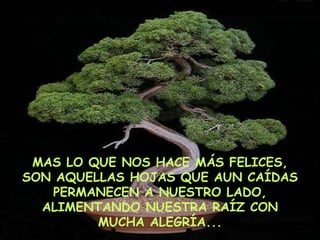 MAS LO QUE NOS HACE MÁS FELICES, SON AQUELLAS HOJAS QUE AUN CAÍDAS PERMANECEN A NUESTRO LADO, ALIMENTANDO NUESTRA RAÍZ CON MUCHA ALEGRÍA... 