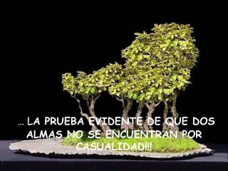 …  L A PRUEBA EVIDENTE DE QUE DOS ALMAS NO SE ENCUENTRAN POR CASUALIDAD!!! 