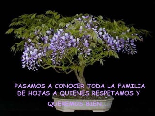 PASAMOS A CONOCER TODA LA FAMILIA DE HOJAS A QUIENES RESPETAMOS Y  QUEREMOS BIEN...   