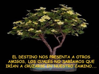 EL DESTINO NOS PRESENTA A OTROS AMIGOS, LOS CUALES NO SABÍAMOS QUE IRÍAN A CRUZARSE EN NUESTRO CAMINO... 