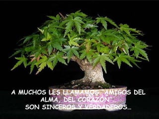 A MUCHOS LES LLAMAMOS “AMIGOS DEL ALMA, DEL CORAZÓN”… SON SINCEROS Y VERDADEROS… 