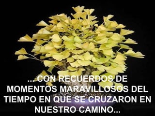 ... CON RECUERDOS DE
MOMENTOS MARAVILLOSOS DEL
TIEMPO EN QUE SE CRUZARON EN
NUESTRO CAMINO...
 