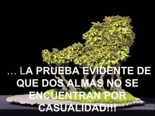 … LA PRUEBA EVIDENTE DE
QUE DOS ALMAS NO SE
ENCUENTRAN POR
CASUALIDAD!!!
 