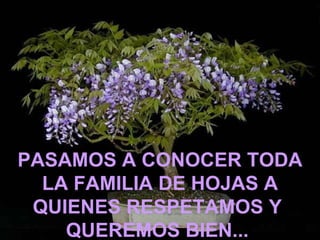 PASAMOS A CONOCER TODA
  LA FAMILIA DE HOJAS A
 QUIENES RESPETAMOS Y
    QUEREMOS BIEN...
 