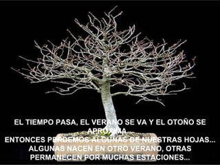 EL TIEMPO PASA, EL VERANO SE VA Y EL OTOÑO SE APROXIMA... ENTONCES PERDEMOS ALGUNAS DE NUESTRAS HOJAS... ALGUNAS NACEN EN OTRO VERANO, OTRAS PERMANECEN POR MUCHAS ESTACIONES... 